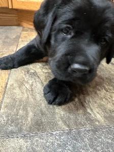 Black Labrador Puppies - Photo 10