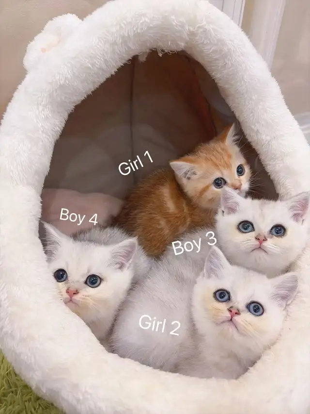 Silver / Golden shaded British shorthair kittens