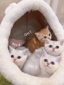 Silver / Golden shaded British shorthair kittens