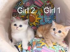Silver / Golden shaded British shorthair kittens - Photo 2