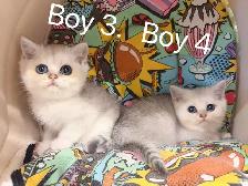 Silver / Golden shaded British shorthair kittens - Photo 3