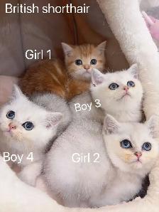 Silver / Golden shaded British shorthair kittens - Photo 4