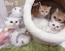 Silver / Golden shaded British shorthair kittens - Photo 5