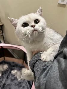 Silver / Golden shaded British shorthair kittens - Photo 6