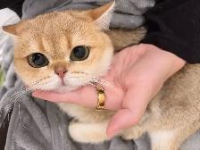 Silver / Golden shaded British shorthair kittens - Photo 7