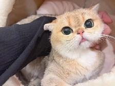 Silver / Golden shaded British shorthair kittens - Photo 8