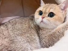 Silver / Golden shaded British shorthair kittens - Photo 9