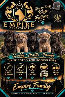 Cane Corso and Boerso