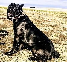 Cane Corso and Boerso - Photo 3