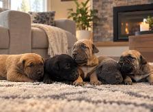 Cane Corso and Boerso - Photo 5