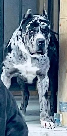 Cane Corso and Boerso - Photo 6