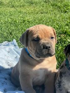 Cane Corso and Boerso - Photo 7
