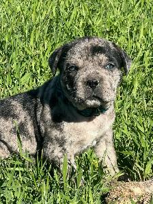 Cane Corso and Boerso - Photo 8