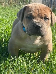 Cane Corso and Boerso - Photo 9