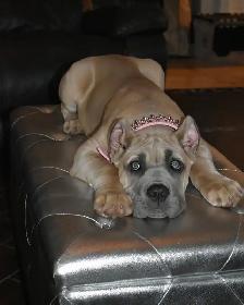Cane Corso and Boerso - Photo 10