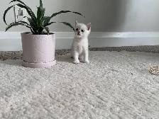 Scottish fold and straight kitten - Photo 6