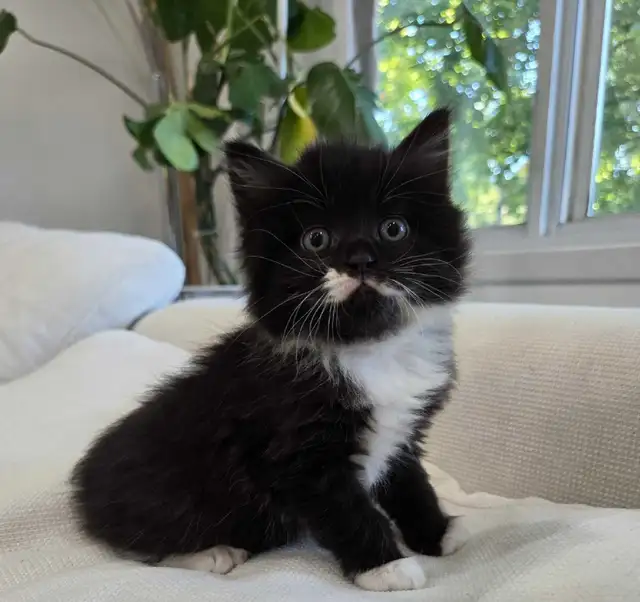 Chaton sibérien hypoallergene