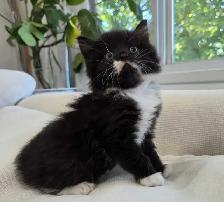 Chaton sibérien hypoallergene - Photo 5
