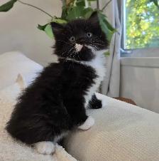 Chaton sibérien hypoallergene - Photo 6