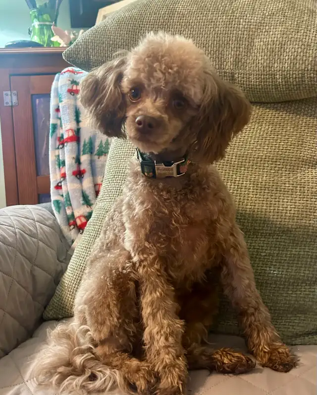 Toy/Miniature Poodle