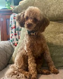 Toy/Miniature Poodle