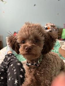 Toy/Miniature Poodle - Photo 2