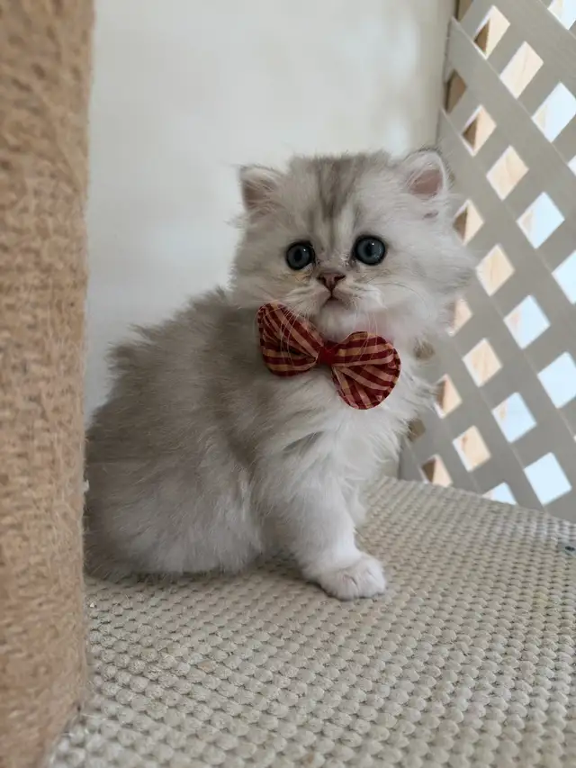 Scottish fold/straight kittens