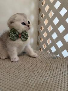 Scottish fold/straight kittens - Photo 3