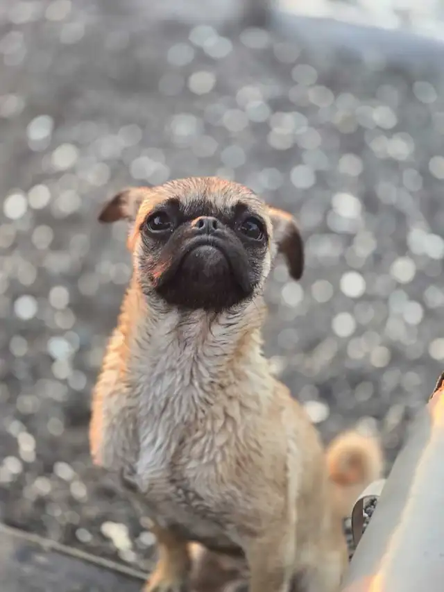 Pug puppy