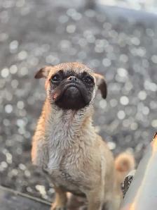 Pug puppy