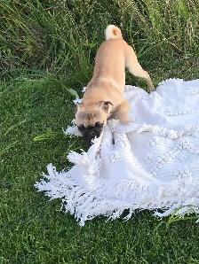 Pug puppy - Photo 2