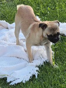 Pug puppy - Photo 3