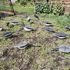 Goose Decoys