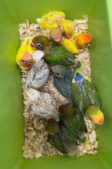 Fischer and Lovebird Babies