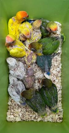 Fischer and Lovebird Babies - Photo 2