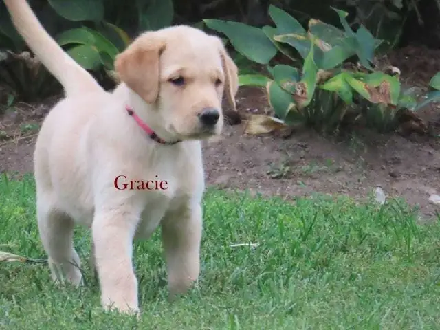 Golden retriever  mix puppies