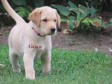 Golden retriever  mix puppies