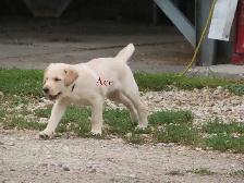 Golden retriever  mix puppies - Photo 2