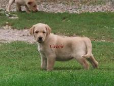Golden retriever  mix puppies - Photo 3