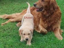 Golden retriever  mix puppies - Photo 4