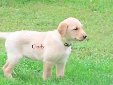 Golden retriever  mix puppies - Photo 5