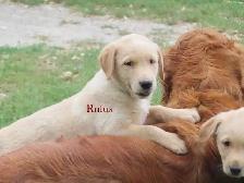 Golden retriever  mix puppies - Photo 6