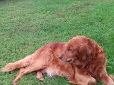 Golden retriever  mix puppies - Photo 7