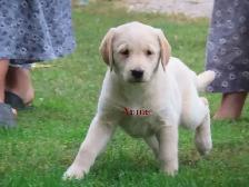 Golden retriever  mix puppies - Photo 8