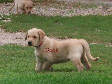 Golden retriever  mix puppies - Photo 9