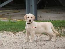 Golden retriever  mix puppies - Photo 10