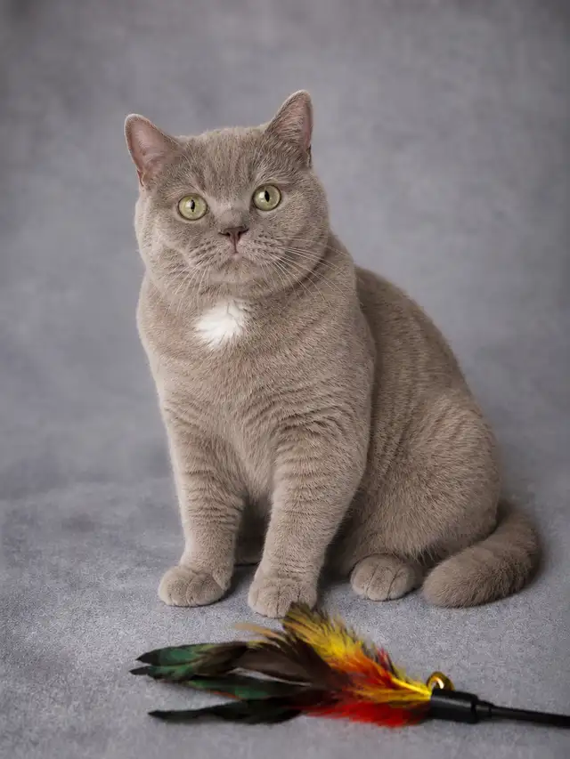 SWEET DECLAWED BRITISH SHORT HAIR