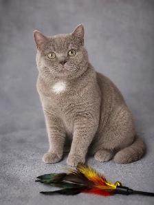 SWEET DECLAWED BRITISH SHORT HAIR