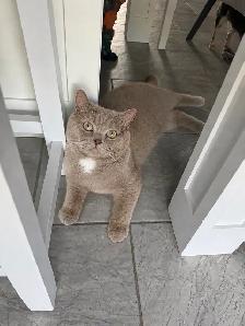 SWEET DECLAWED BRITISH SHORT HAIR - Photo 2
