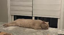 SWEET DECLAWED BRITISH SHORT HAIR - Photo 3